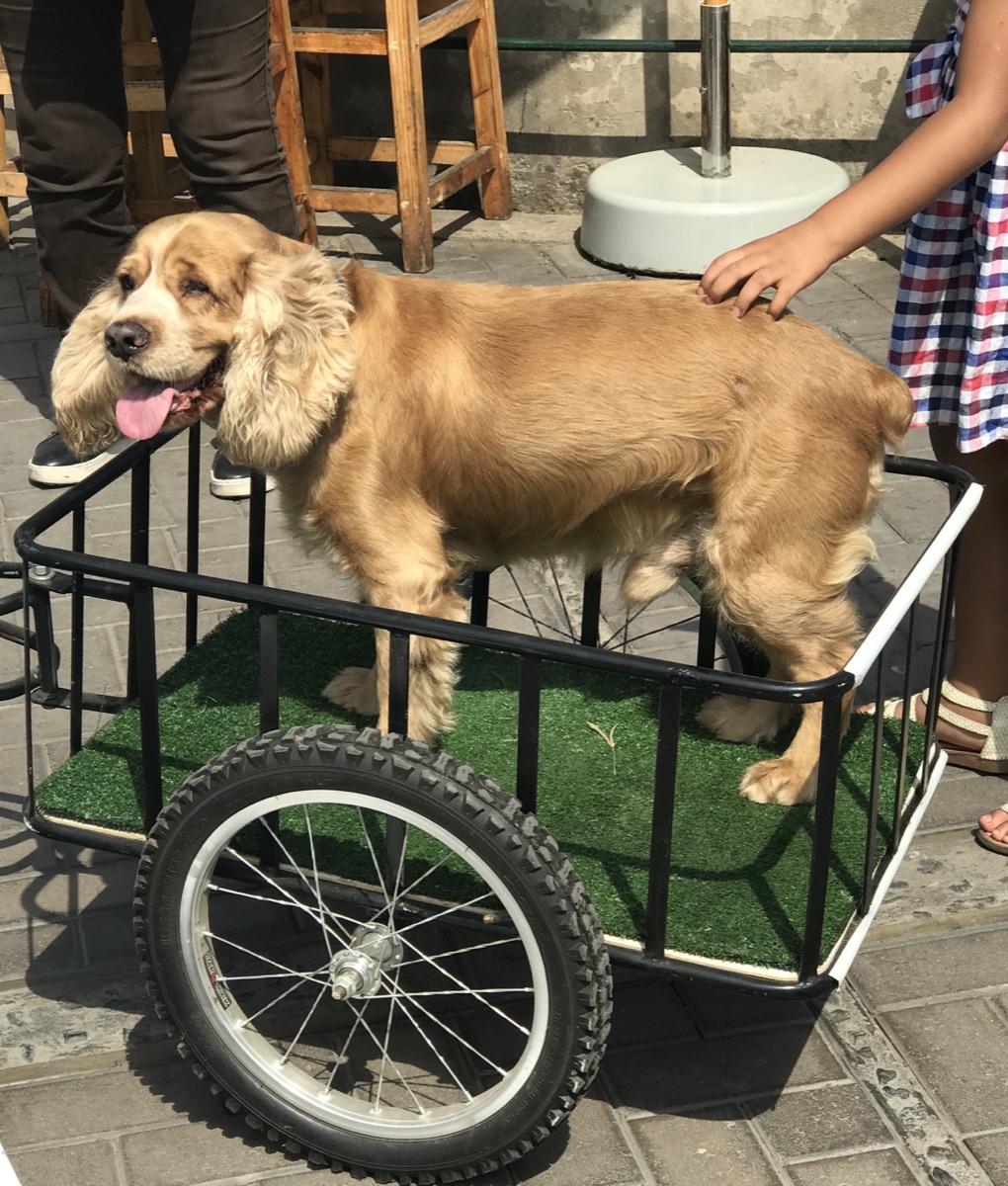 Dog riding in a cargo bike trailer